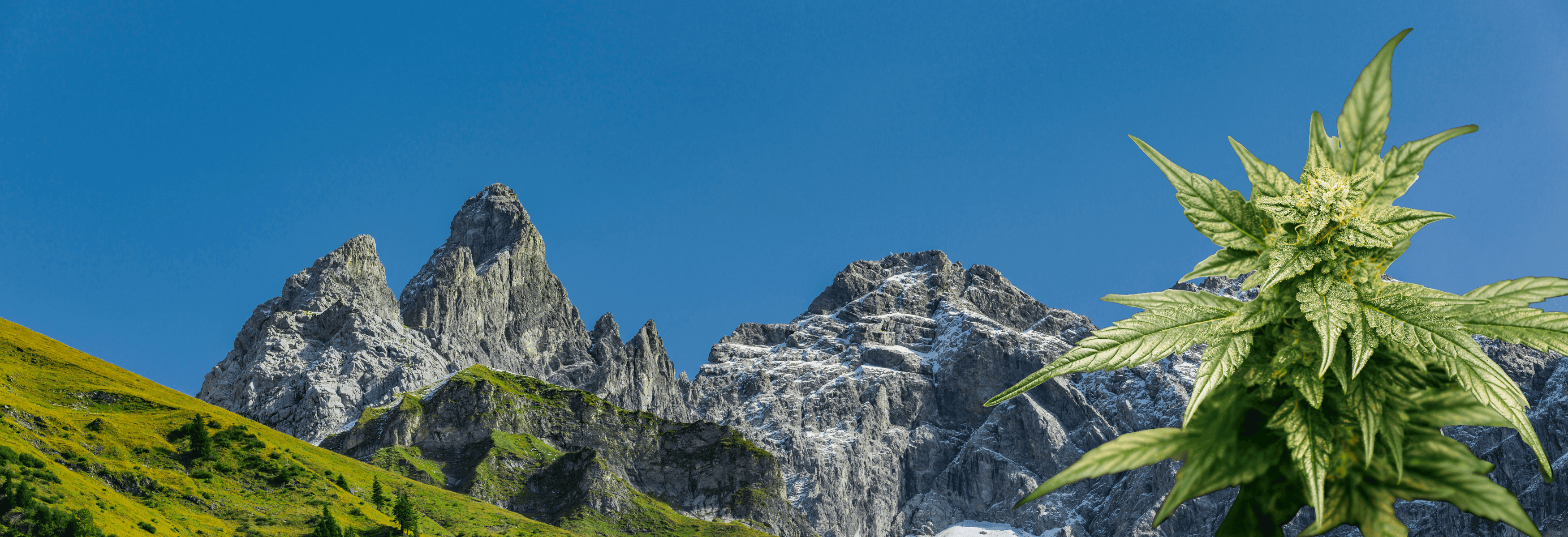 Bergpanorma mit Cannabisblüte